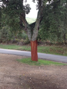 Okay ! So it's only a cork tree !! 