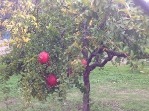 So it's a Pomegranate tree, have you never seen one before ?